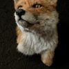 Taxidermy fox head