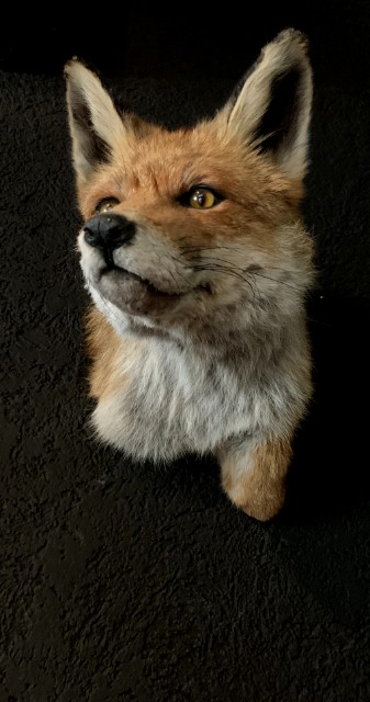 Taxidermy fox head