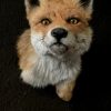 Taxidermy fox head