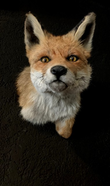 Taxidermy fox head