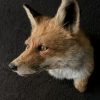 Taxidermy fox head