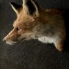 Taxidermy fox head