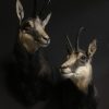 SM 191, Recently stuffed head Gerenuk or Giraffe gazelle