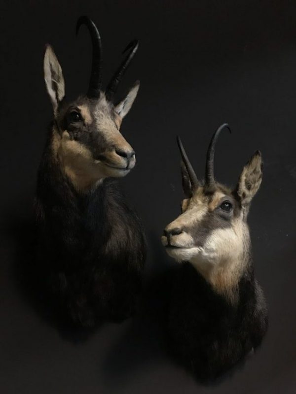 Beautiful couple of mounted chamois