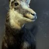 Taxidermy headsof a springbok.