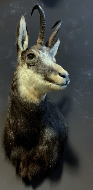 Beautiful stuffed head of a chamois