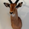 SM 350-M, New stuffed heads of red deer