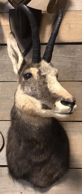 SM 475, Hunting trophy of an Alpine chamois