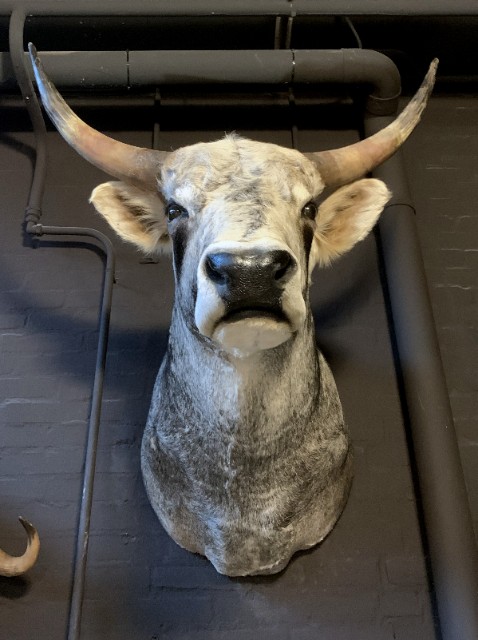 SM 500-B, Impossing head of a Hungarian steppen bull