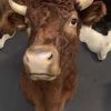 SM 550-G, New taxidermy head of a Dexter bull.