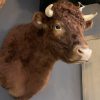 SM 550-G, New taxidermy head of a Dexter bull.