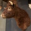 SM 550-G, New taxidermy head of a Dexter bull.