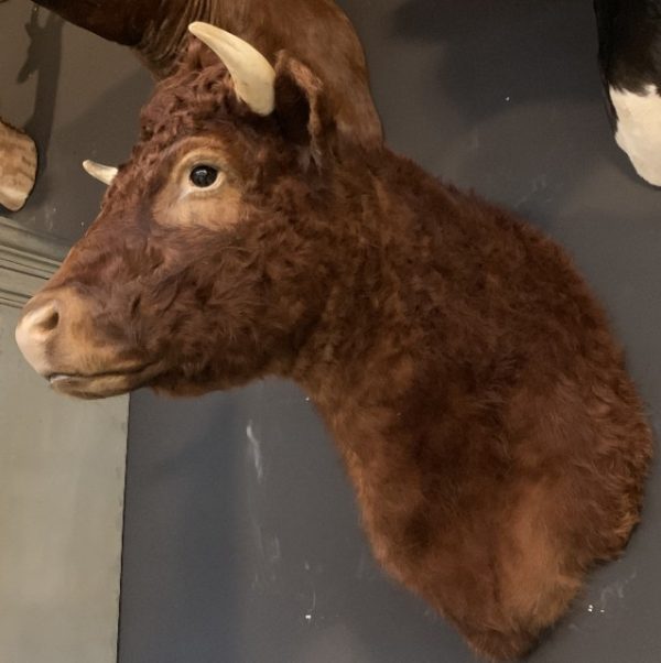 SM 550-G, New taxidermy head of a Dexter bull.