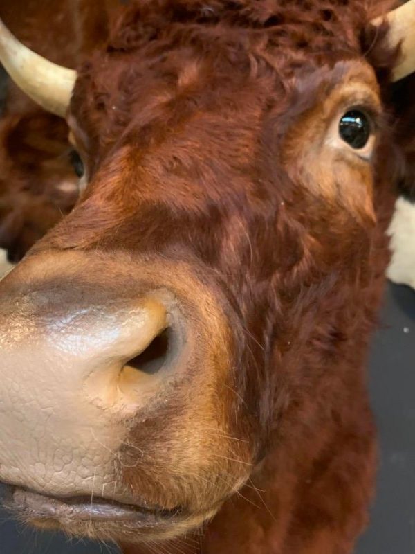 SM 550-G, New taxidermy head of a Dexter bull.