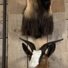 SM 602-A, Taxidermy head large Billy goat