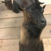 SM 602-A, Taxidermy head large Billy goat