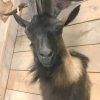 SM 602-A, Taxidermy head large Billy goat