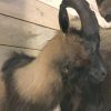 SM 602-A, Taxidermy head large Billy goat