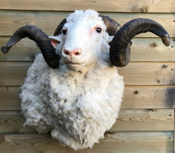 SM 603, Opgezette koppen van merino schapen.