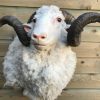 SM 603, Mounted head of merino sheep