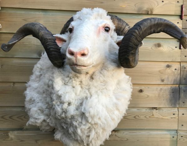 SM 603, Mounted head of merino sheep