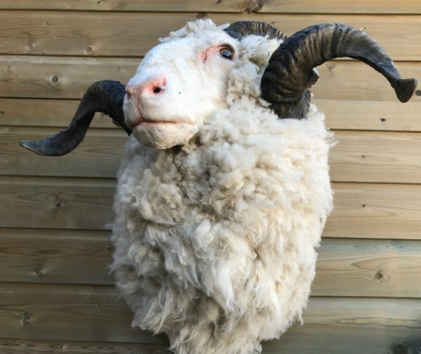 SM 603, Opgezette koppen van merino schapen.