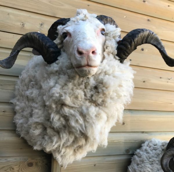 SM 603, Mounted head of merino sheep