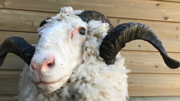 SM 603, Mounted head of merino sheep