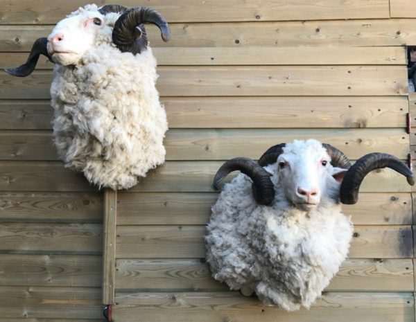 SM 603, Mounted head of merino sheep