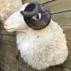 SM 603, Mounted head of merino sheep