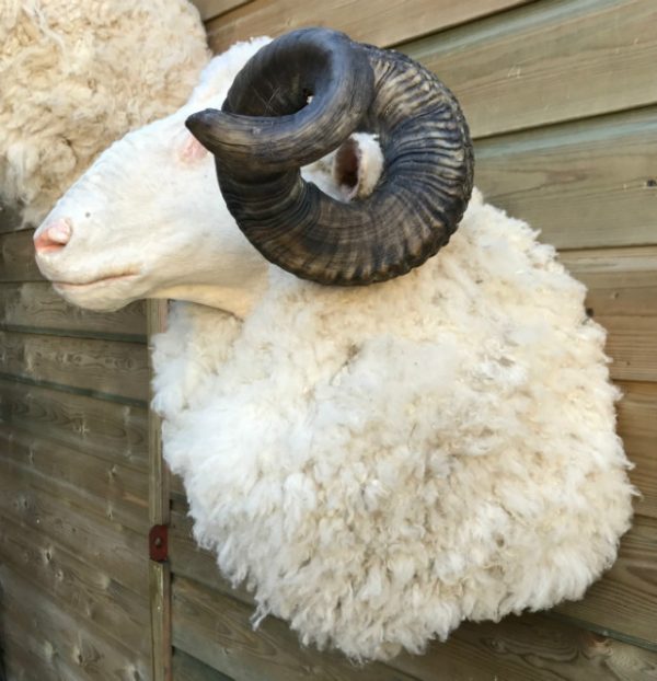 SM 603, Mounted head of merino sheep