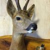 SM 650-A, Authentic coat rack. Roe buck head