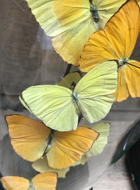 Small antique bell with yellow butterflies (Phoebis)