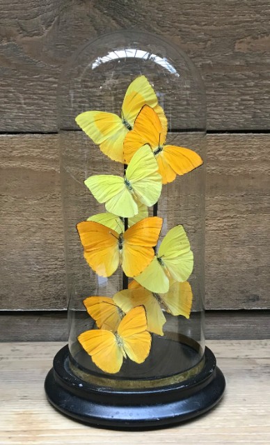 Kleine antike Glocke mit gelben Schmetterlingen (Phoebis)