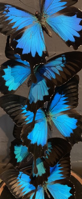 Small antique dome filled with blue butterflies.