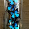 Large antique bell jar filled with blue and white Morpho butterflies