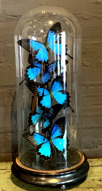 Kleine antieke stolp gevuld met blauwe vlinders