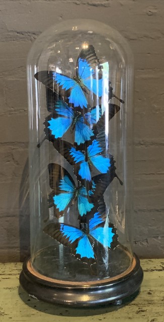 Kleine antike Glocke gefüllt mit blauen Schmetterlingen