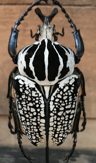 Kleine stolpen met gigantische kevers (Goliathus Orientalis)