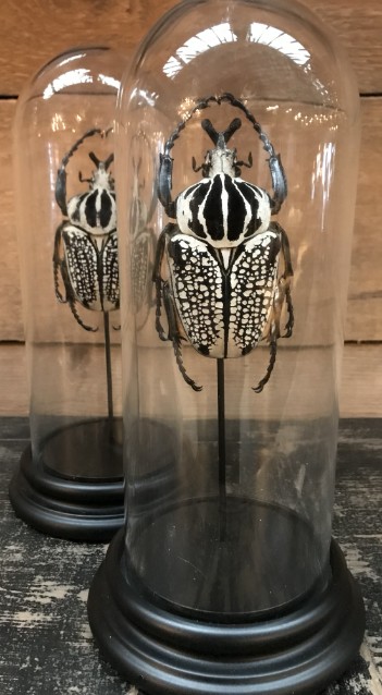 Kleine Glasglocke mit riesigen Käfern (Goliathus Orientalis)