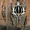 Small glass domes with giant beetles (Goliathus Orientalis)