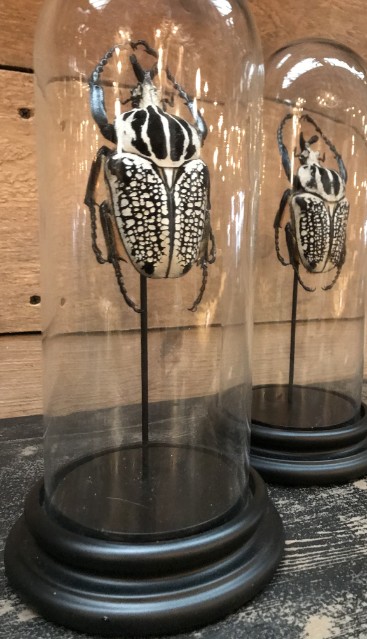 Kleine Glasglocke mit riesigen Käfern (Goliathus Orientalis)