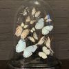 Special antique bell jar filled with blue butterflies