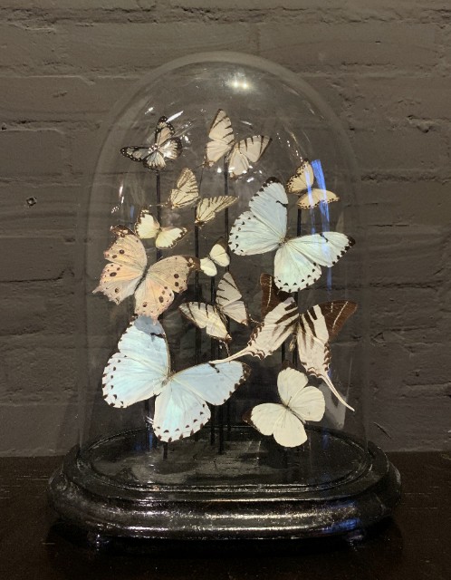 Oval antique bell jar filled with white butterflies