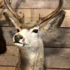 Special and vintage trophy head of an American Mule deer