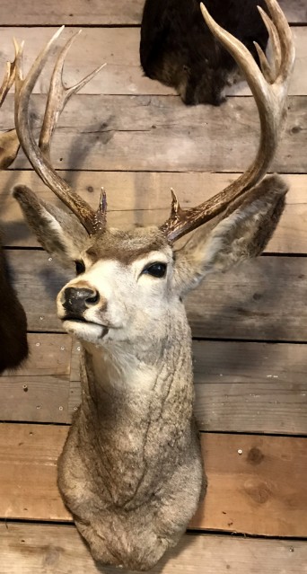 Bijzondere en vintage opgezette kop van een Amerikaans Mule deer