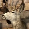 Special and vintage trophy head of an American Mule deer