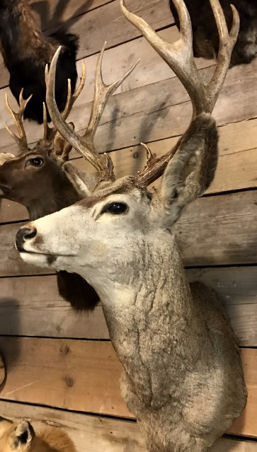 Special and vintage trophy head of an American Mule deer