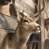 Spezielle und Vintage ausgestopfte Kopf eines amerikanischen Mule deer