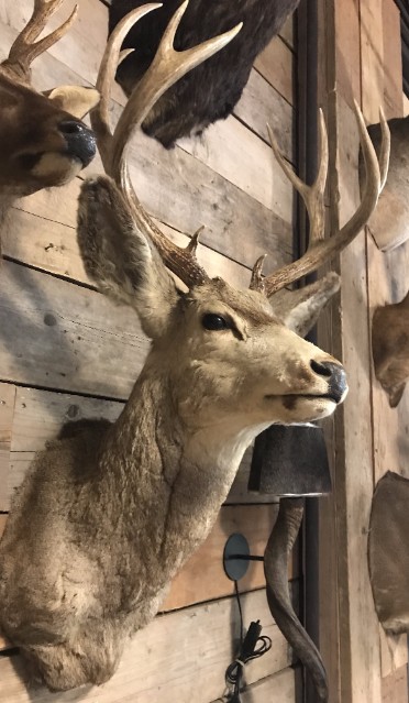 Bijzondere en vintage opgezette kop van een Amerikaans Mule deer